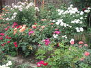 DSCF3988