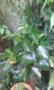 IMG-20150730-WA0012