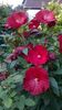 WP_20150730_041