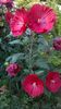 WP_20150730_044