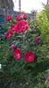 WP_20150730_045