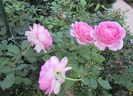 26 iulie, Jubilee Celebration