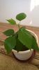 Hibiscus alb batut