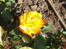 035 - Copy