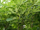 DSCN2434
