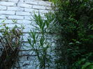 DSCN2444