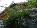 DSCN2449