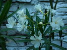 DSCN2456