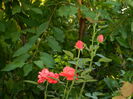 DSCN2460