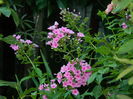 DSCN2462