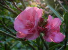 DSCN2464