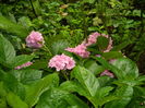 DSCN2493