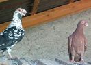 IMG_20150729_092501-1-1
