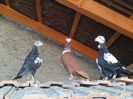 IMG_20150729_092516-1