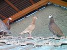 IMG_20150729_092531-1