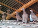 IMG_20150729_092537-1