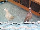IMG_20150729_092722-1