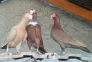 IMG_20150729_092734-1-1