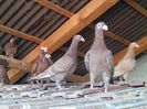 IMG_20150729_092753-1