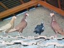 IMG_20150729_093113-1