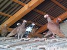 IMG_20150729_093216-1