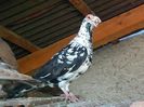 IMG_20150729_093357-1-1