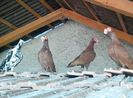 IMG_20150729_093441-1