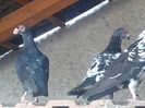 IMG_20150729_181931-1