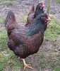 Barnevelder-Chickens