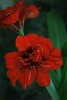 Hippeastrum Red Nimph