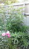 IMG_20150706_204419