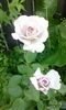 IMG_20150720_202401