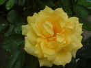 DSC00717