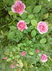 DSC00718