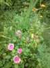 DSC00719