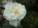 DSC00720