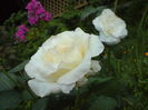 DSC00721