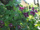 Purpurea Plena Elegance