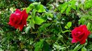 DSC00933
