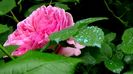 Gertrude Jekyll