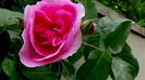 DSC00950