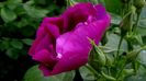 DSC00963