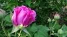 DSC00975