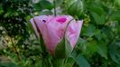 DSC00981