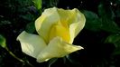 Friesia