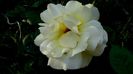 DSC00985