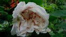 DSC01082