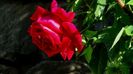 DSC01091