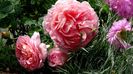 Abraham Darby