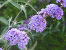 buddleja Blue Empire